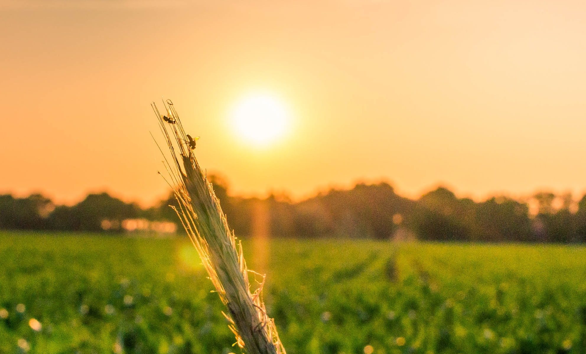 Crop field at sunset