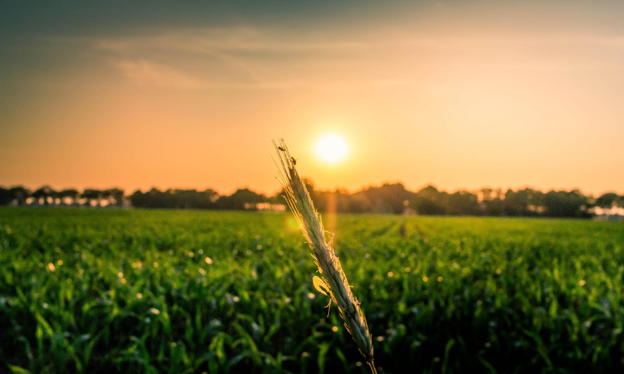Crop field at sunset